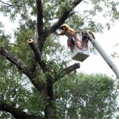 Photo of tree trimming