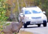 Deer in Road