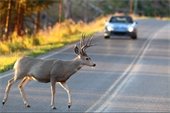 stock photo of deer crossing road