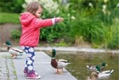 Child feeding ducks