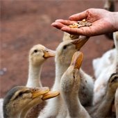 stock image of person feeding ducks