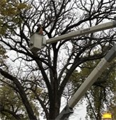 Person in boom truck trimming trees