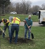 City crew planting tree