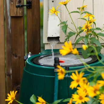 Rain Barrel and flowers